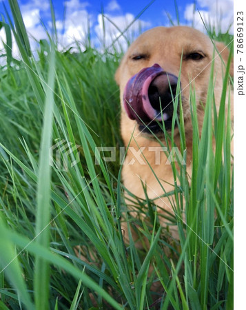 犬 犬 78669123