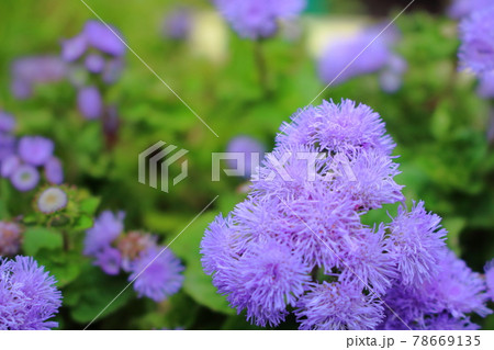紫色のアゲラタムの花  78669135