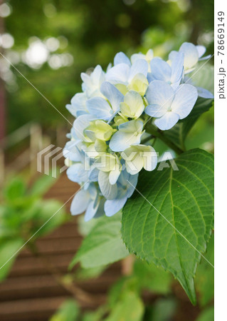 紫陽花(アジサイ) 紫陽花(アジサイ) 78669149