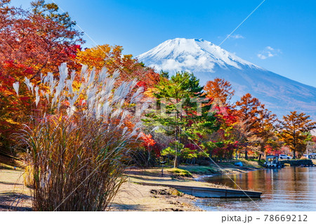 富士山と紅葉 山梨県南都留郡山中湖にて 富士山と紅葉 山梨県南都留郡山中湖にて 78669212