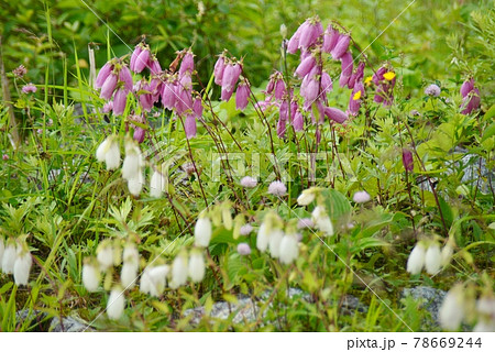 ホタルブクロ 78669244