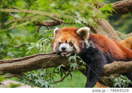 木の上でくつろぐレッサーパンダ 78669329