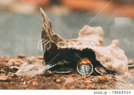 Lucihormetica Verrucosa Is A Species Of Giant Cockroach In The Family Blaberidae, Commonly Known As The Warty Glowspot Cockroach. It Is Native To Venezuela, Colombia 78669434
