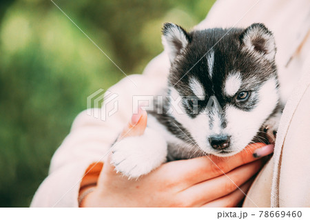 Four-week-old Husky Puppy Of White-gray-black Color Sitting In Hands Of Owner 78669460