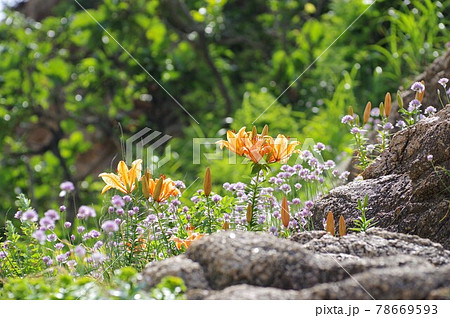 笹川流れのイワユリ 笹川流れのイワユリ 78669593