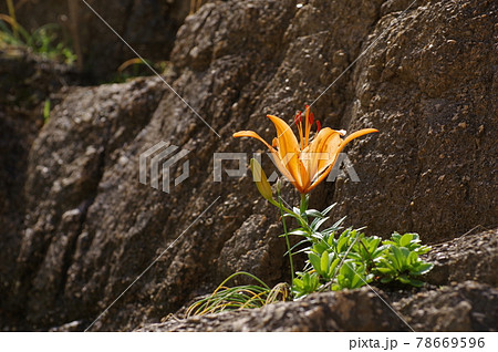 笹川流れのイワユリ 78669596