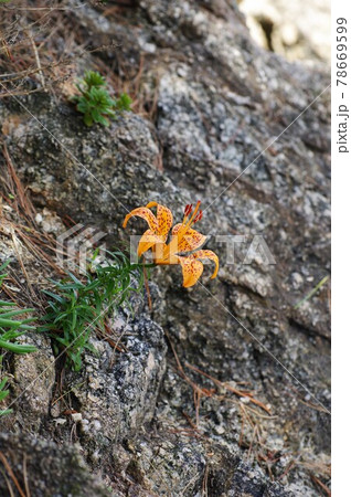 笹川流れのイワユリ 笹川流れのイワユリ 78669599