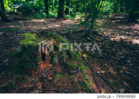 朽ちた木の株 78669668