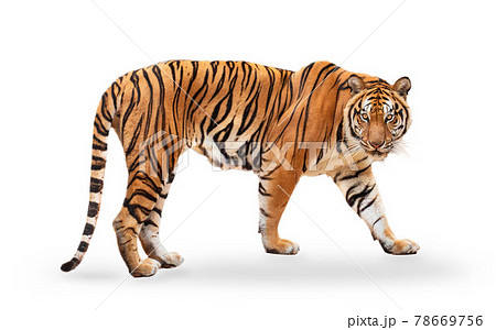royal tiger (P. t. corbetti) isolated on white background clipping path included. 78669756