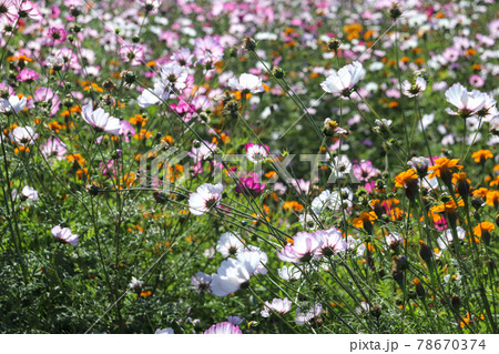 ピンク コスモス 秋桜 鮮やか 自然 花 ピンク コスモス 秋桜 鮮やか 自然 花 78670374