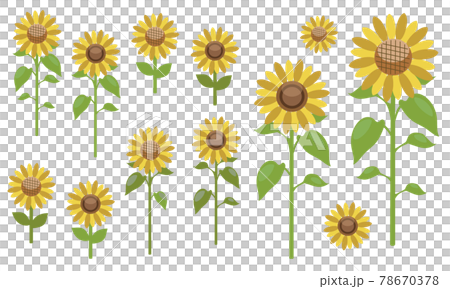 Sunflower set Sunflower set 78670378