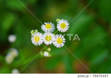 ハルジオン 78670397