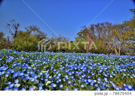 【神奈川】横須賀 くりはま花のくにのネモフィラ 【神奈川】横須賀 くりはま花のくにのネモフィラ 78670404