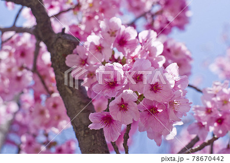 青空の下、公園の桜の花が満開でとてもきれいです。桜の名前はヨウコウ (陽光)です。 青空の下、公園の桜の花が満開でとてもきれいです。桜の名前はヨウコウ (陽光)です。 78670442