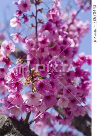 青空の下、公園の桜の花が満開でとてもきれいです。桜の名前はヨウコウ (陽光)です。 青空の下、公園の桜の花が満開でとてもきれいです。桜の名前はヨウコウ (陽光)です。 78670443