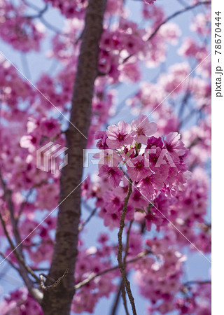 青空の下、公園の桜の花が満開でとてもきれいです。桜の名前はヨウコウ (陽光)です。 青空の下、公園の桜の花が満開でとてもきれいです。桜の名前はヨウコウ (陽光)です。 78670444