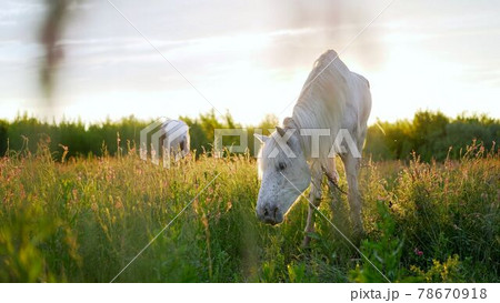 Two horses, white and chesnut. Two horses, white and brown, graze in a summer meadow. Two horses, white and chesnut. Two horses, white and brown, graze in a summer meadow. 78670918
