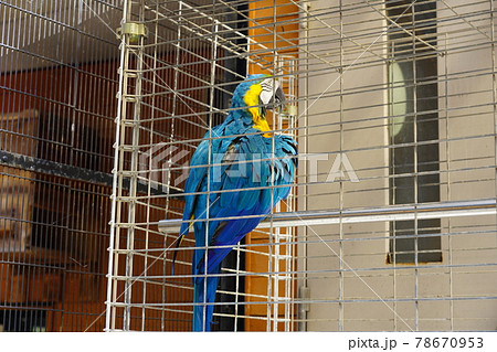 ルリコンゴウインコ ~相模原麻溝公園 ふれあい動物広場~ ルリコンゴウインコ ~相模原麻溝公園 ふれあい動物広場~ 78670953