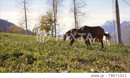 Horses are walking on the mountain.Horses on green pasture. Farming photo. Horses are walking on the mountain.Horses on green pasture. Farming photo. 78671021