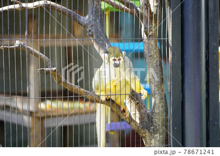 リスザル 相模原麻溝公園 ふれあい動物広場 の写真素材