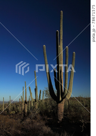 サワロ国立公園　サボテン　アリゾナ 78671575