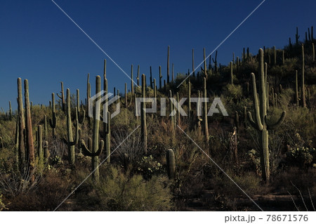 サワロ国立公園　サボテン　アリゾナ 78671576
