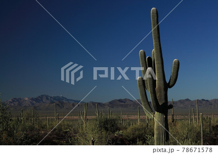 サワロ国立公園　サボテン　アリゾナ 78671578