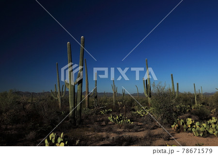 サワロ国立公園　サボテン　アリゾナ 78671579