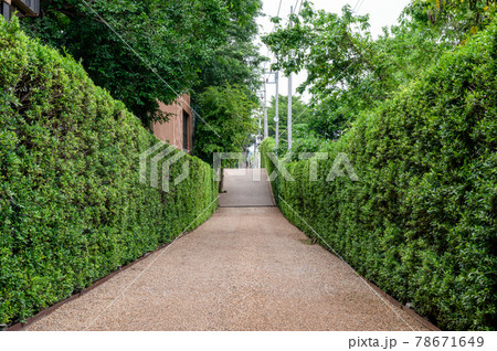 Green bush garden and gravel walkway Green bush garden and gravel walkway 78671649