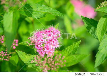 シモツケの花 78671776