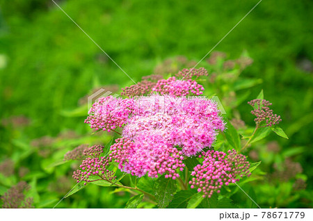 シモツケの花 78671779