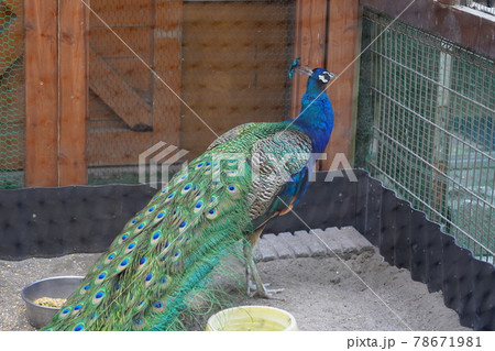 インドクジャク ~相模原麻溝公園 ふれあい動物広場~ インドクジャク ~相模原麻溝公園 ふれあい動物広場~ 78671981