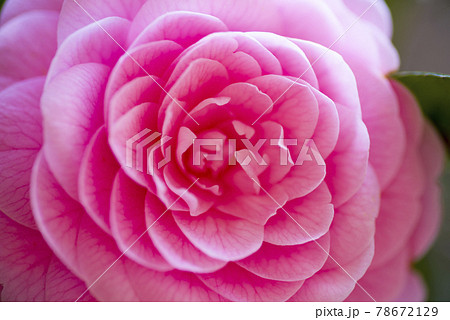 ピンク色のツバキの花のクローズアップ写真です。。学名はCamellia japonicaです。 78672129