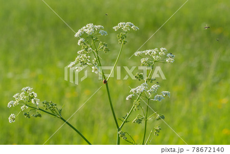 millennial in the summer in the field in Russia millennial in the summer in the field in Russia 78672140
