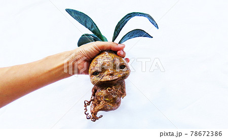 持ち上げられたマンドレイク（Mandrake）の写真素材 [78672386] - PIXTA