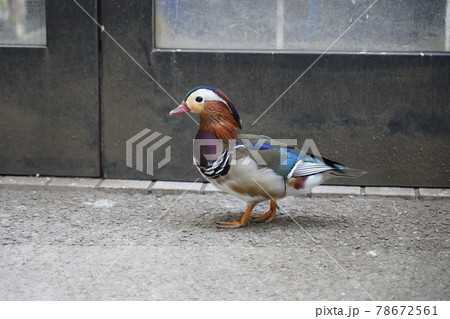 オシドリ ～相模原麻溝公園 ふれあい動物広場～ 78672561