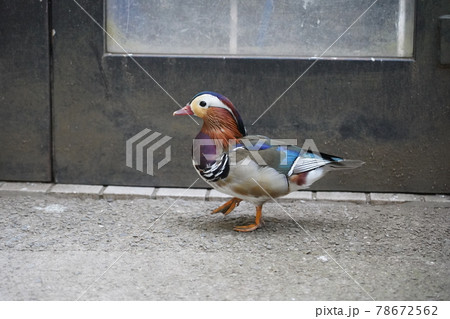 オシドリ ～相模原麻溝公園 ふれあい動物広場～ 78672562