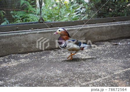 オシドリ ～相模原麻溝公園 ふれあい動物広場～ 78672564