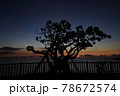 沈んだ夕日をバックに撮影した樹木 78672574