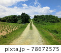 島の一本道 78672575