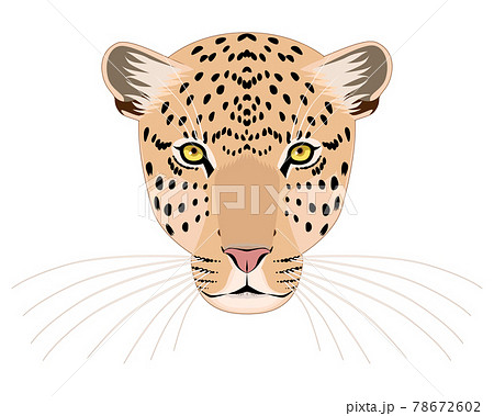Leopard face (front) - Stock Illustration [78672602] - PIXTA