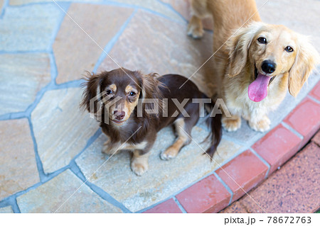カニンヘンダックスフンドの仔犬 78672763