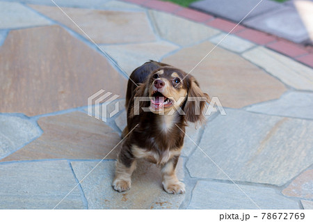 カニンヘンダックスフンドの仔犬 78672769