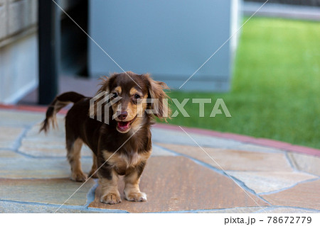 カニンヘンダックスフンドの仔犬 78672779