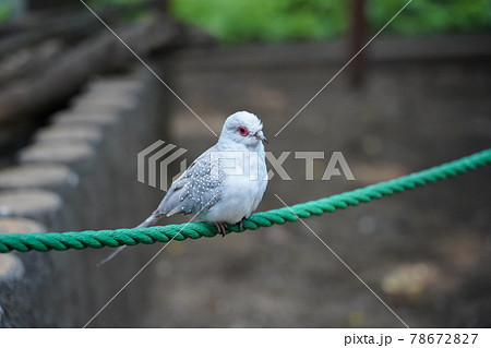 ウスユキバト ~相模原麻溝公園 ふれあい動物広場~ ウスユキバト ~相模原麻溝公園 ふれあい動物広場~ 78672827