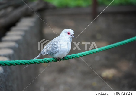 ウスユキバト ~相模原麻溝公園 ふれあい動物広場~ ウスユキバト ~相模原麻溝公園 ふれあい動物広場~ 78672828