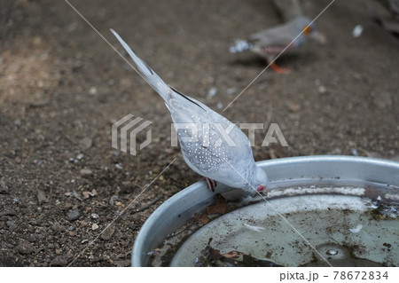 ウスユキバト ～相模原麻溝公園 ふれあい動物広場～ 78672834