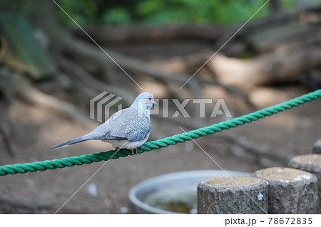 ウスユキバト ～相模原麻溝公園 ふれあい動物広場～ 78672835