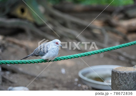 ウスユキバト ～相模原麻溝公園 ふれあい動物広場～ 78672836