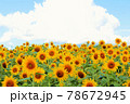 ヒマワリ畑 78672945